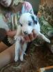 Border collie a reserver - Miniature