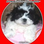 Splendide chiot lhassa apso - Miniature