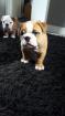 Vend chiots type bouledogue anglais - Miniature