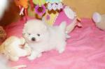 A donner petite femelle chiot spitz allemand - Miniature