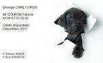 Chiots cane corso non lof - Miniature