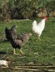 Vend poules pondeuses - Miniature