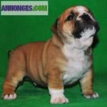 Magnifiques chiots bouledogue anglais - Miniature