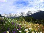 Superbe terrain de 1743 m2 au grand-bornand - Miniature