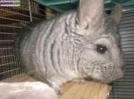 Chinchillas - Miniature