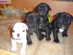 Chiots bouledogue francais - Miniature