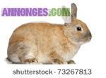 Vente de lapin a domicile - Miniature