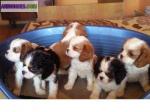 Chiots de race cavalier king charles - Miniature