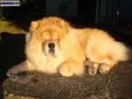 Chow-chow lof confirmé pour saillies - Miniature