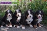 Disponible chiots bouvier bernois l.o.f - Miniature