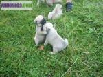 Chiots carlin - Miniature